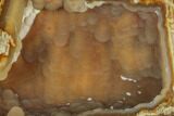 Agatized Fossil Coral Geode - Florida #188195-1